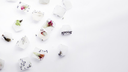 Obraz na płótnie Canvas Seeds and plants in ice cubes