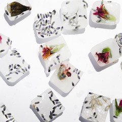 Seeds and flowers in blocks of ice