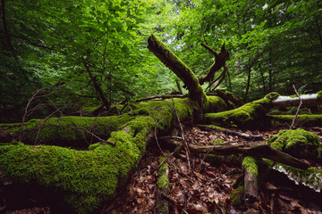 Reinhardswald - Geheimnisvoller Wald