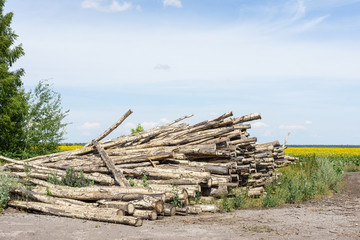 Fototapeta na wymiar cut logs on the nature