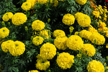 Gelb blühende Studentenblume