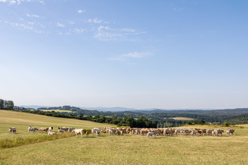 Summer landscape with herd of cows on summer pasture