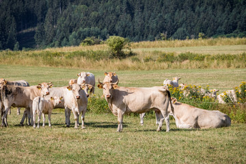 Fototapeta na wymiar Herd of cows on summer pasture