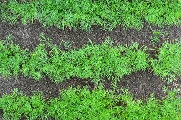 Green dill growing in black soil. Can be used as a natural background, top view