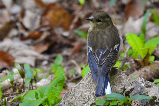 Fringuello (Fringilla coelebs) in primo piano,femmina