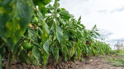 young paprika grows on the ground