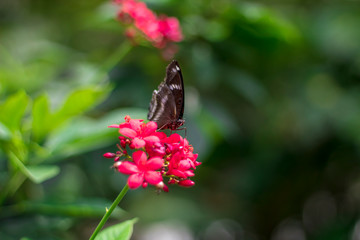 Red flowers with a green leaf background