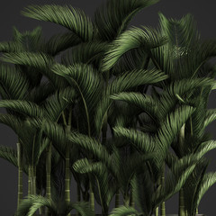 palms Cyrtostachys renda	