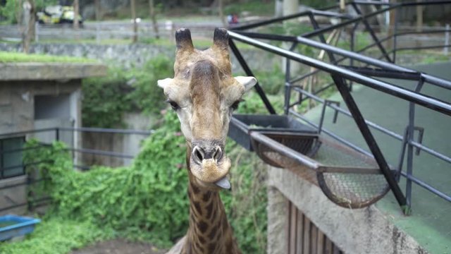 Cute Giraffe.The concept of animals in the zoo. 
