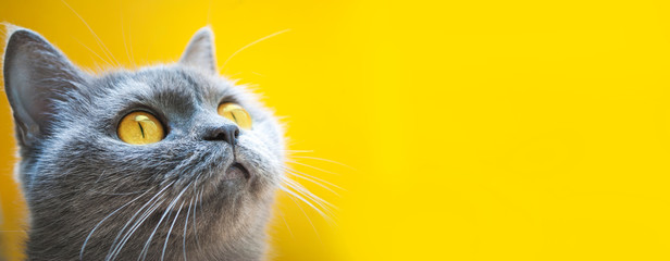 gray cat on a yellow background with yellow eyes close-up - obrazy, fototapety, plakaty
