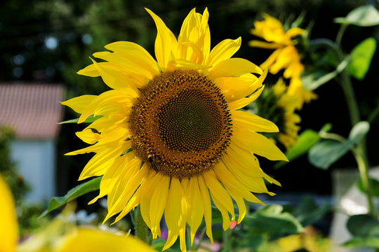 A horizontal photo of a bright yellow and blooming sunflower in the garden in the sun, a bee sits on it and pollinates