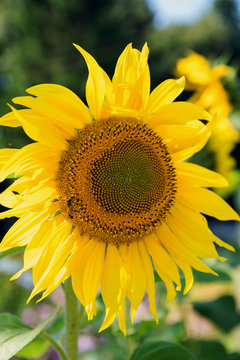 Vertical photo of a bright yellow and blooming sunflower in the garden in the sun, a bee sits on it and pollinates