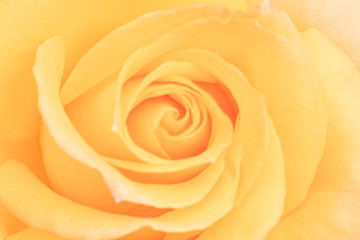 Fototapeta na wymiar Blurred for background.Beautiful Orange rose Flower petals, abstract romance background.