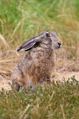 Hare, Lepus europaeus sitting in the field