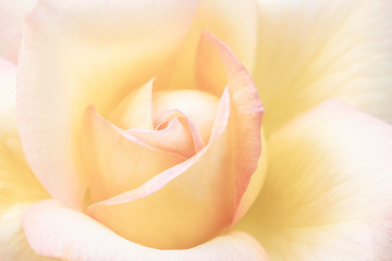 Blurred for background.Beautiful Orange rose Flower petals, abstract romance background.