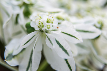Euphorbia marginata flower macro shot in greenhouse