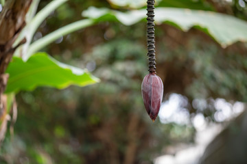 Banana Tree