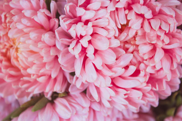 bouquet of pink flowers