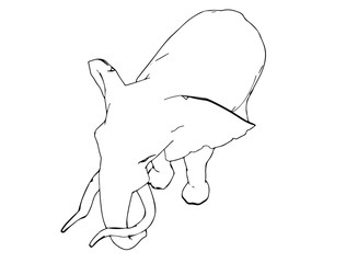 sketch of animal elephant isolated vector