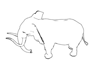 sketch of animal elephant isolated vector