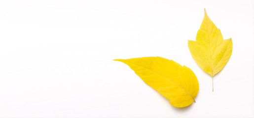 Two Yellow leaves on white backround with copy space