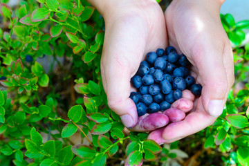 forest berries on the hands of a young girl against the background of berry bushes