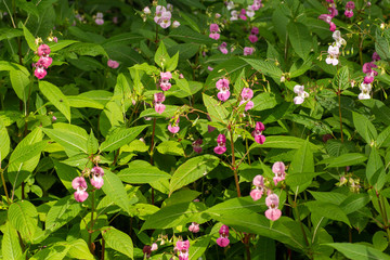 Himalayan Balsam is an invasive plant that is taking over many banks of rivers, streams, ponds and lakes to the detriment of native species