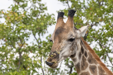 South African Giraffe browsing on a tree