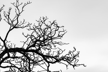 Silhouette dead tree and branch isolated on white background. Background for death, hopeless, despair,sad, and lament concept. Halloween night. Dramatic horror night on Halloween day.  Grief abstract.