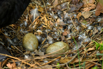 Wild black swan nest with eggs