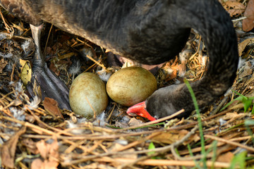 Wild black swan nest with eggs