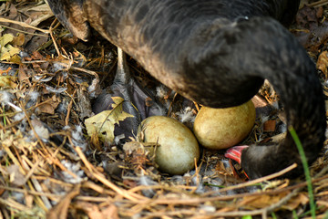 Naklejka na ściany i meble Wild black swan nest with eggs