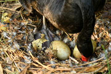 Wild black swan nest with eggs