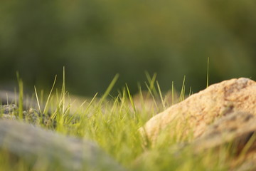 a nature wallpaper of grass full hd 4K