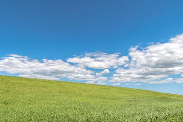 Green grass,  White cloud and Blue sky.