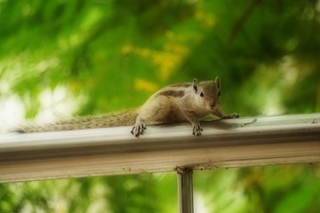 a squirrel is sitting on the fence