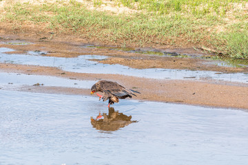 Bateleur, standing in a river and scratching its face