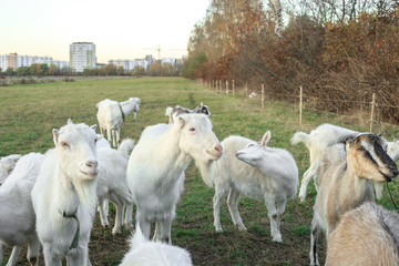 Obraz premium Herd of goats grazes on green meadow