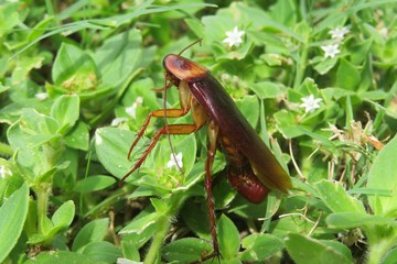 American cockroach on grass in Florida wild, closeup
