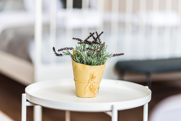 Rosemary plant on a round table  with blurry background