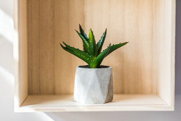 Mini Aloe Vera plant in a vintage ceraminc vase in a wooden box 