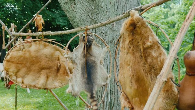 The skins of dead animals are dried in a hunting camp
