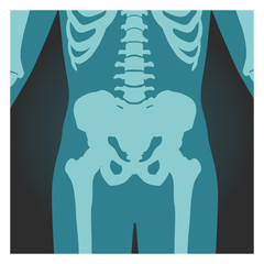 X-ray shot of pelvis and spinal column, human body bones, radiography, vector illustration.
