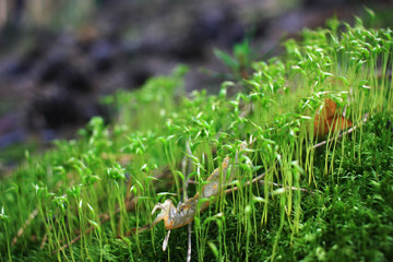 Green sprouts of moss in the forest