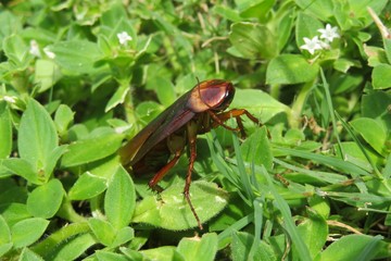 American cockroach on grass in Florida wild, closeup