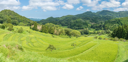 夏の大山千枚田