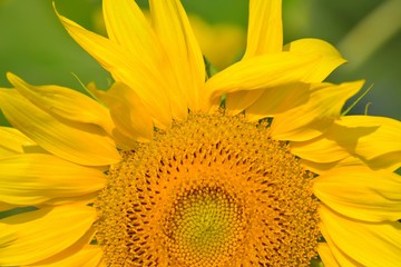 Summer; Sunflower , Oil , Seeds , Vegetal fat , Flowers ....