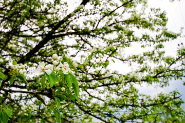Beautiful spring blossoming pear tree