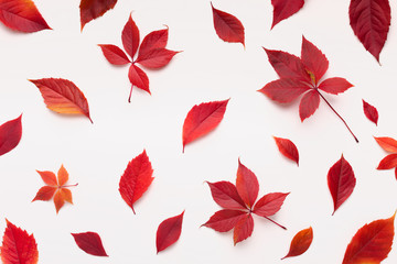 Flat lay of bright red fallen leaves for autumn background