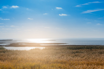 Reeds on the shore of the Zalew Szczeciński.